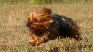 Yorkshire terrier running in grass
