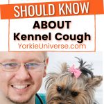 smiling male veterinarian holding Yorkshire Terrier dog