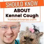 smiling male veterinarian holding Yorkshire Terrier dog