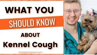 smiling male veterinarian holding yorkshire terrier