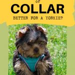 Yorkshire terrier puppy wearing blue harness in grass