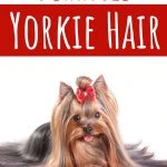 Long haired Yorkie with red bow laying down