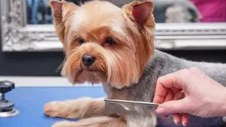 Yorkshire terrier dog getting combed